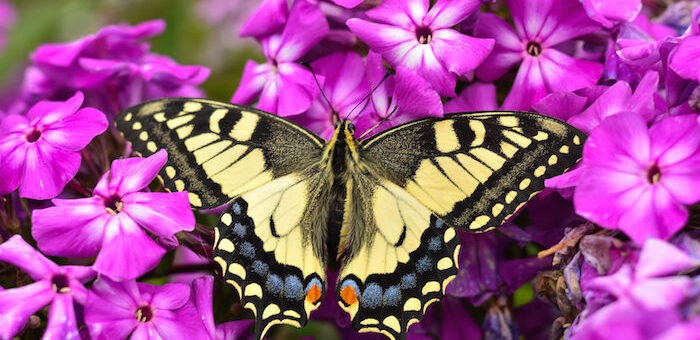 Butterfly Spirit Animal Guide & Totem