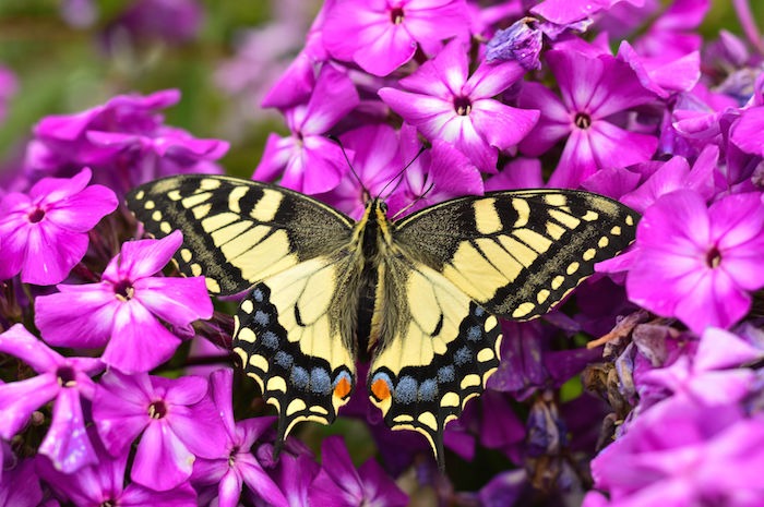 Butterfly Spirit Animal Guide & Totem