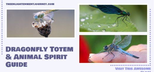 Dragonfly Totem & Animal Spirit Guide