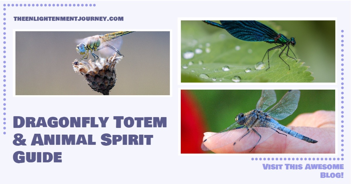 Dragonfly Totem & Animal Spirit Guide