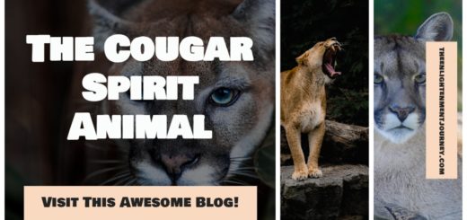 The Cougar Spirit Animal