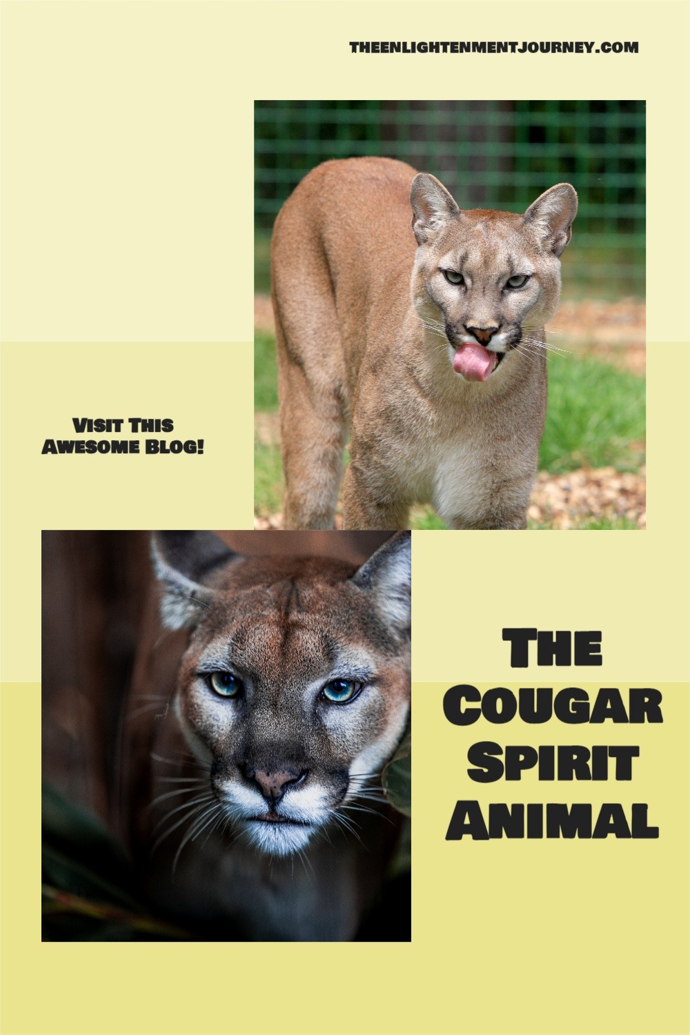 The Cougar Spirit Animal