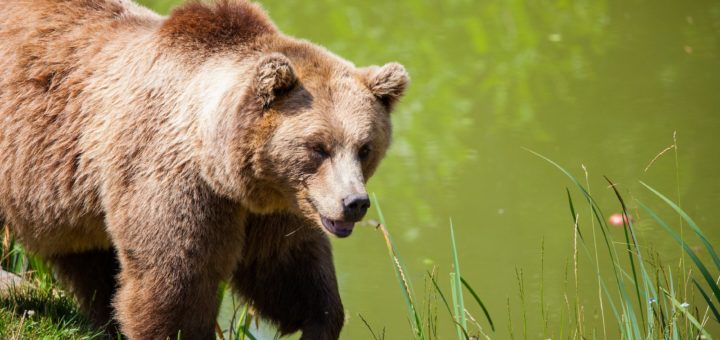 grizzly bear walking beside pond