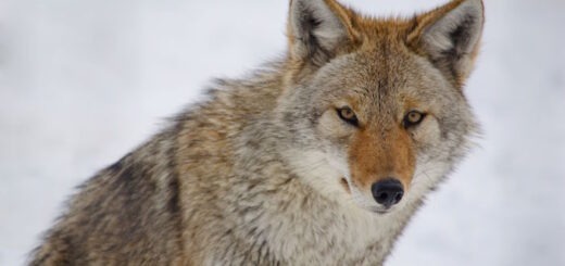 The Significance of the Coyote as a Spirit Animal and Totem