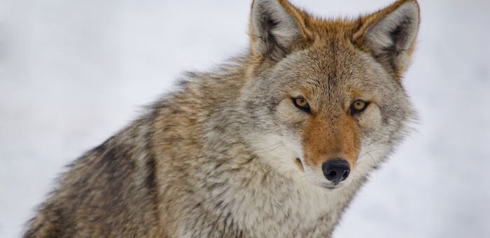 The Significance of the Coyote as a Spirit Animal and Totem