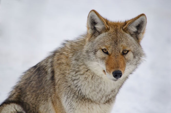 The Significance of the Coyote as a Spirit Animal and Totem