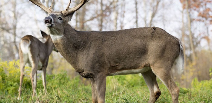 Deer Spirit Animal: Meaning & Symbolism of the Deer Totem