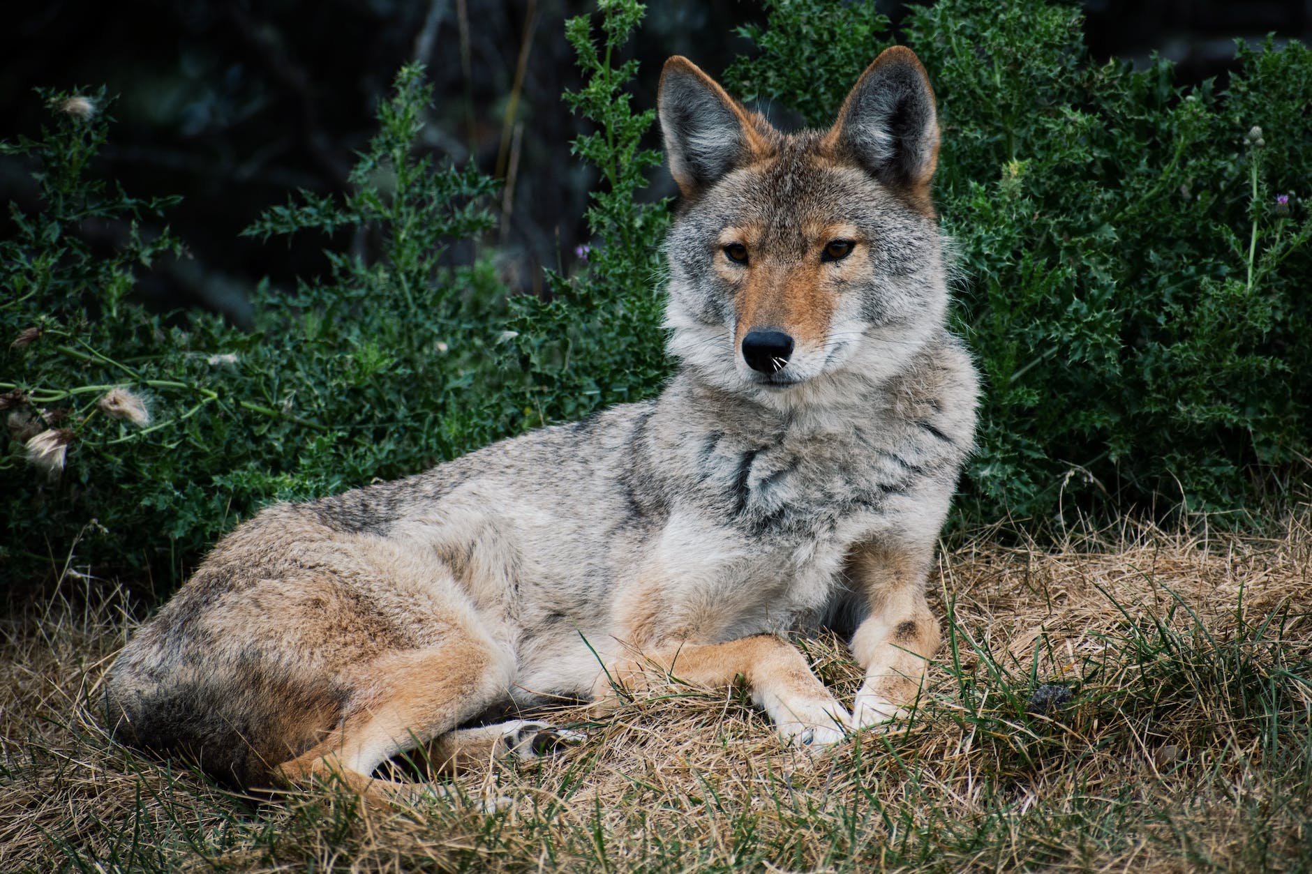 coyote lying on grass