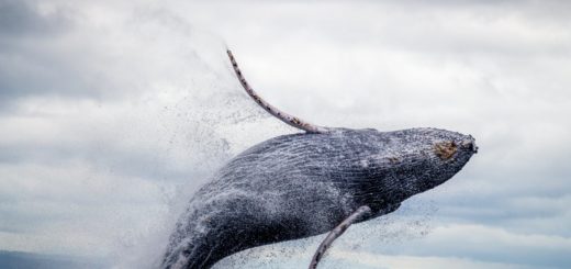 black and white whale jumping on water