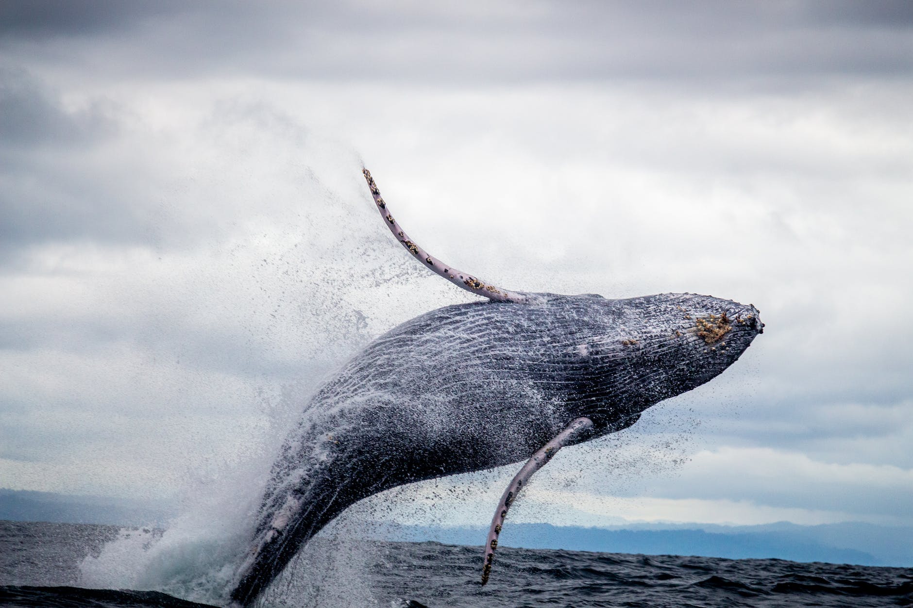 black and white whale jumping on water