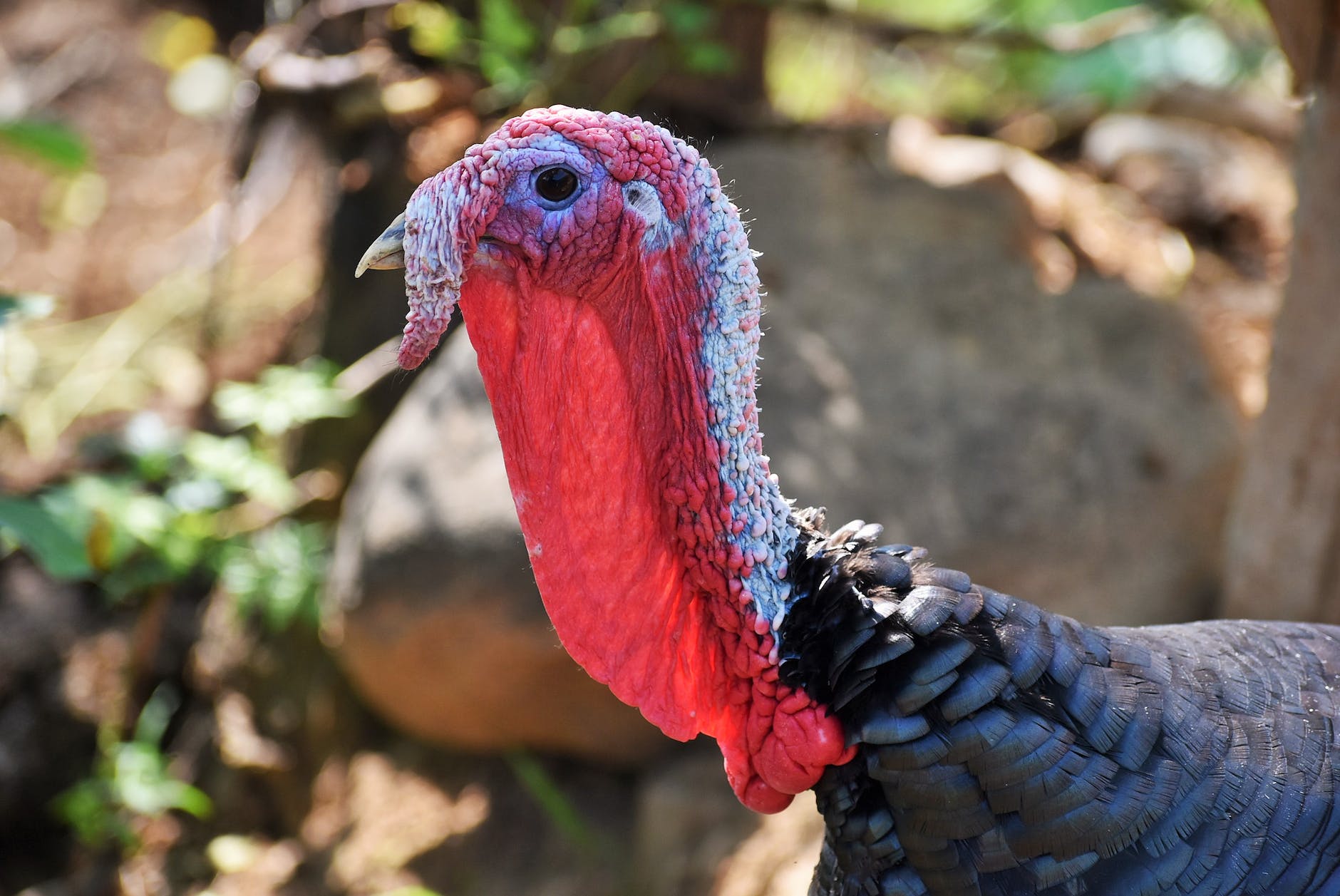 a close up of a turkey