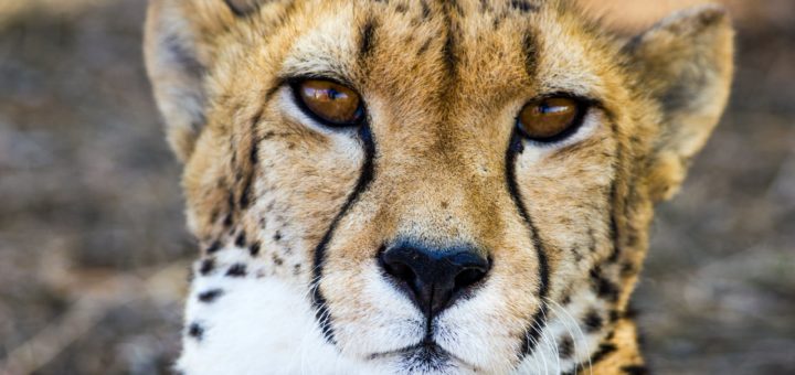 The Spirit of the Cheetah as an Animal