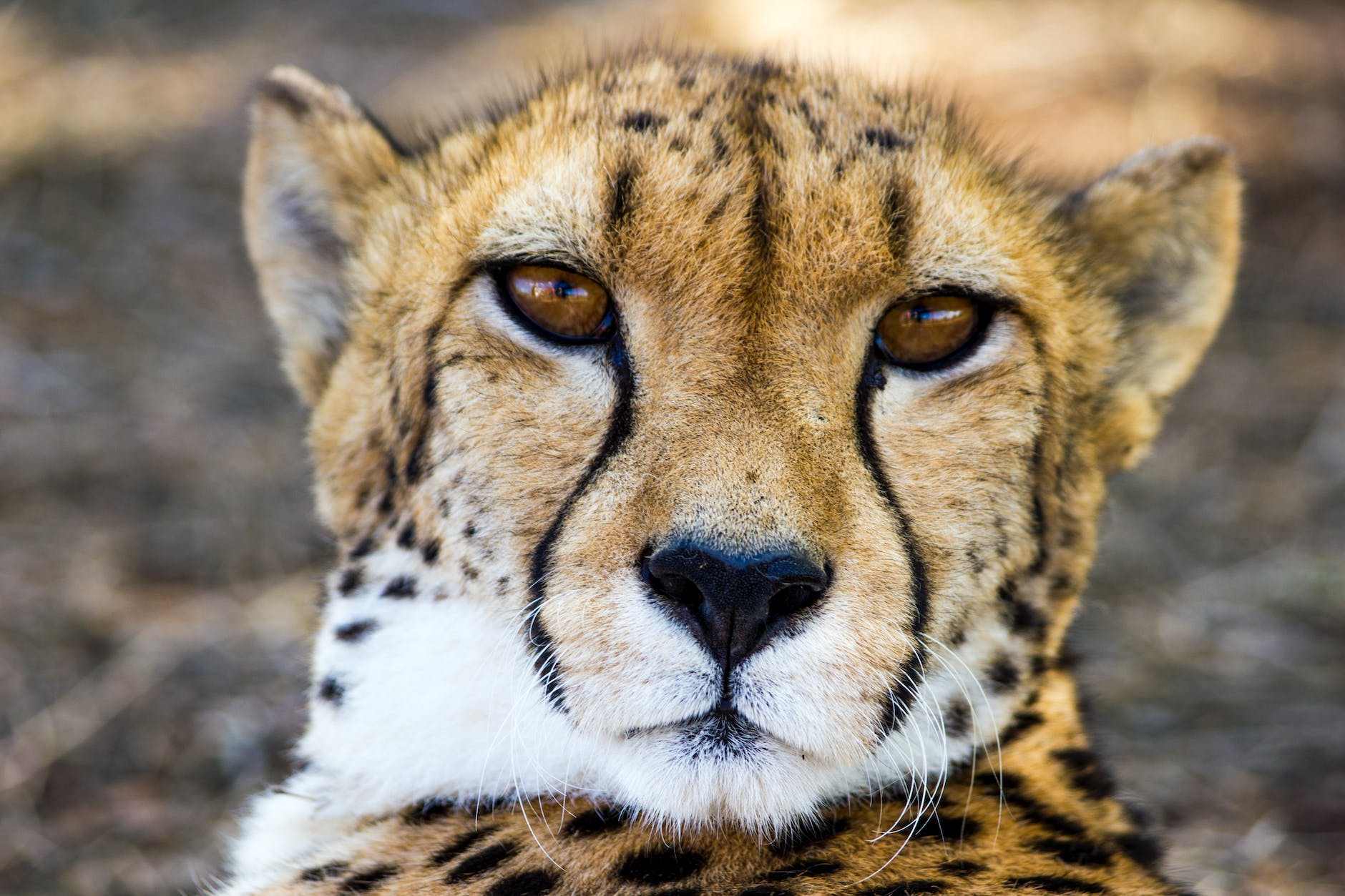 The Spirit of the Cheetah as an Animal