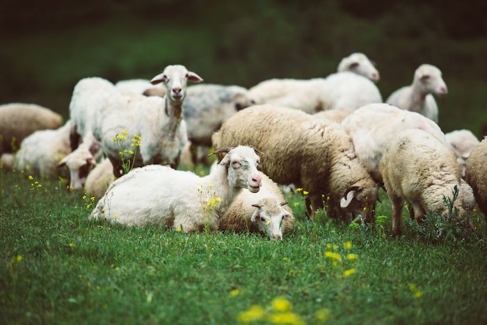 GROUP OF SHEEPS ON A GRASSFIELD EATING AND RESTING