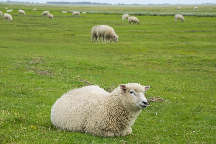 SHEEPS EATING GRASS ON A GREENERY