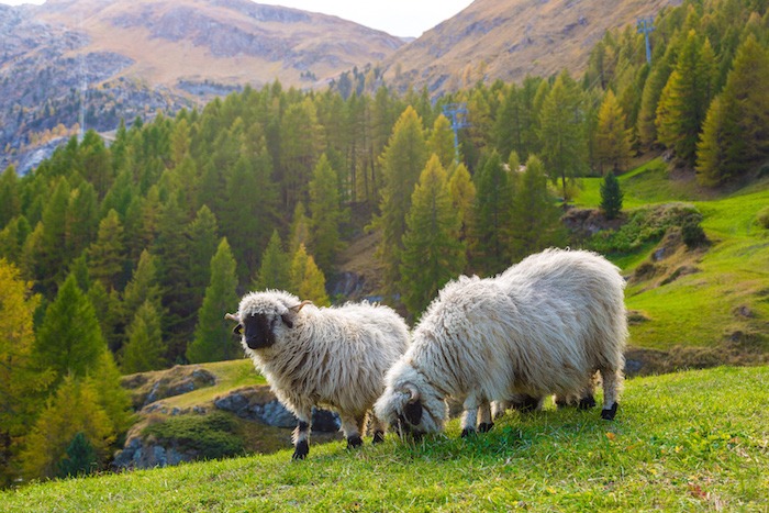 sheep spirit animal totem meaning