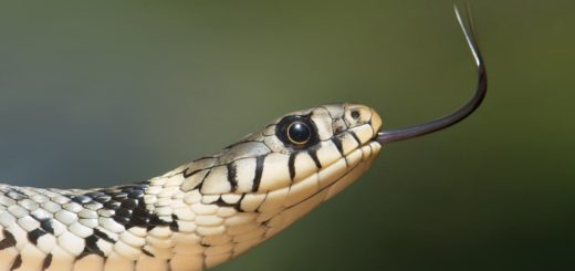 white and black snake on close up photography