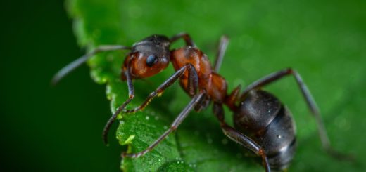 The Meaning Behind Ants as Totems and Omens from a Spiritual Perspective