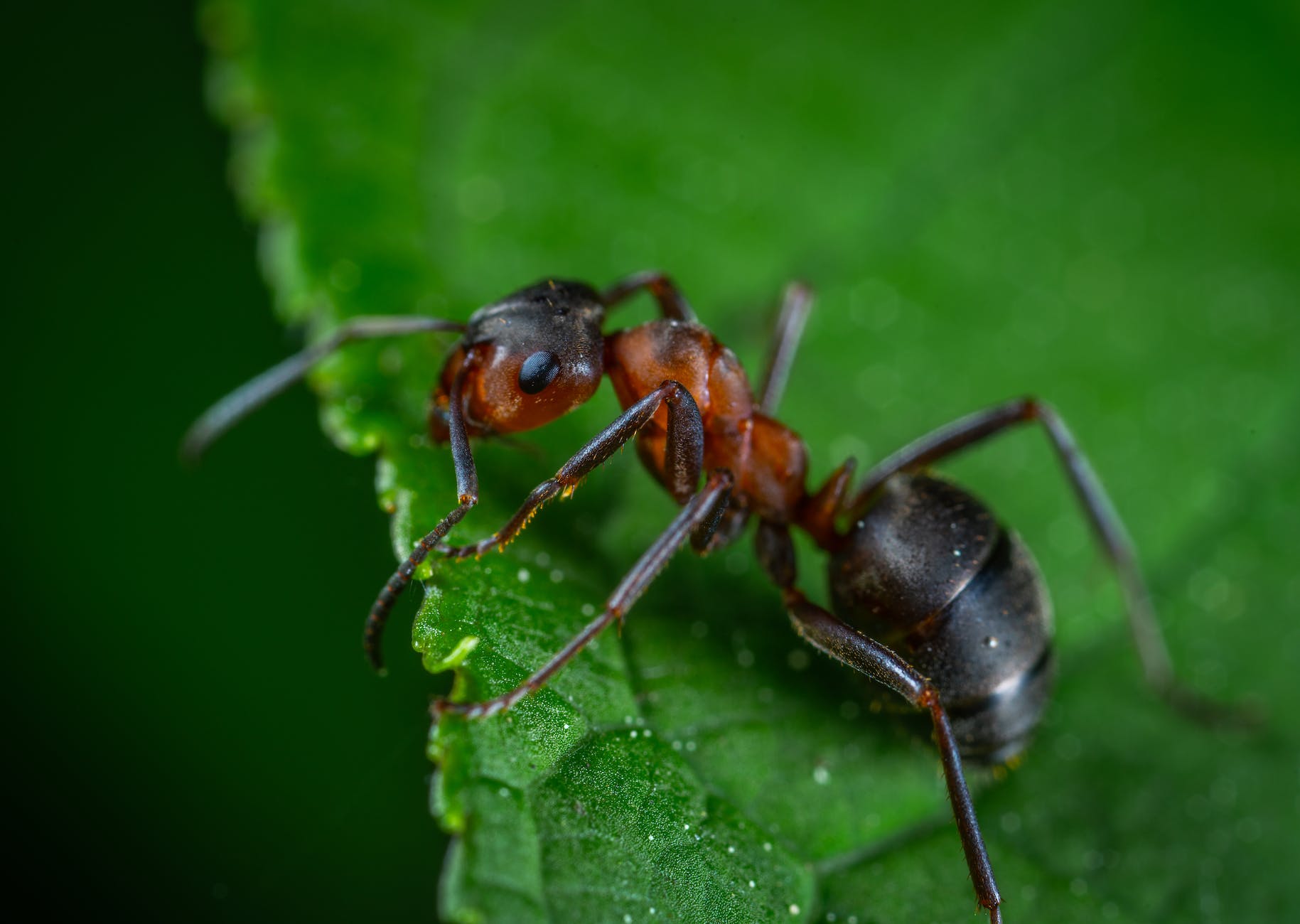 The Meaning Behind Ants as Totems and Omens from a Spiritual Perspective