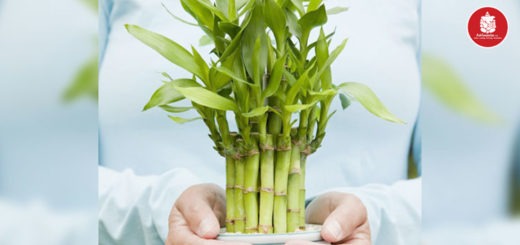 Lucky Bamboo plant: Bring good luck and fortune