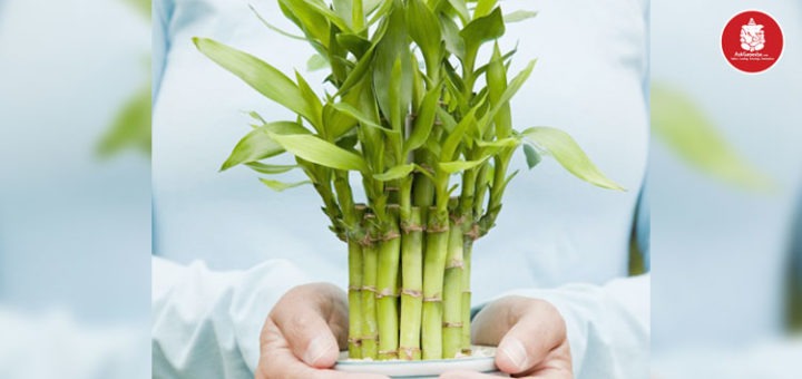 Lucky Bamboo plant: Bring good luck and fortune