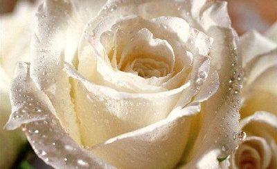 White-rose-8 characteristics of visitation dreams