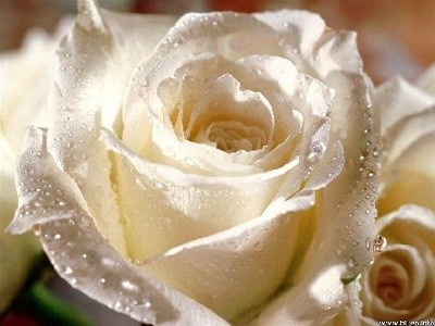 White-rose-8 characteristics of visitation dreams