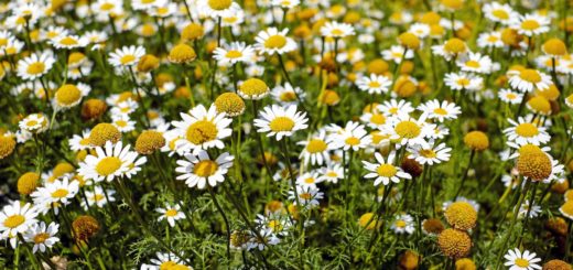 shallow focus photography of yellow and white flowers during daytime