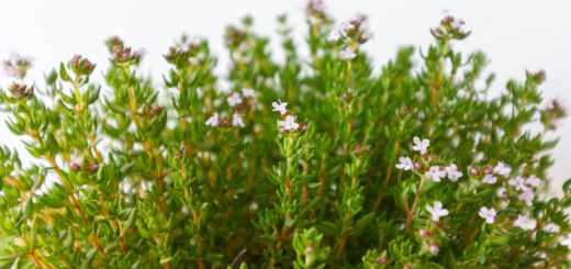 Thyme Herb: Facts, Uses, & Benefits