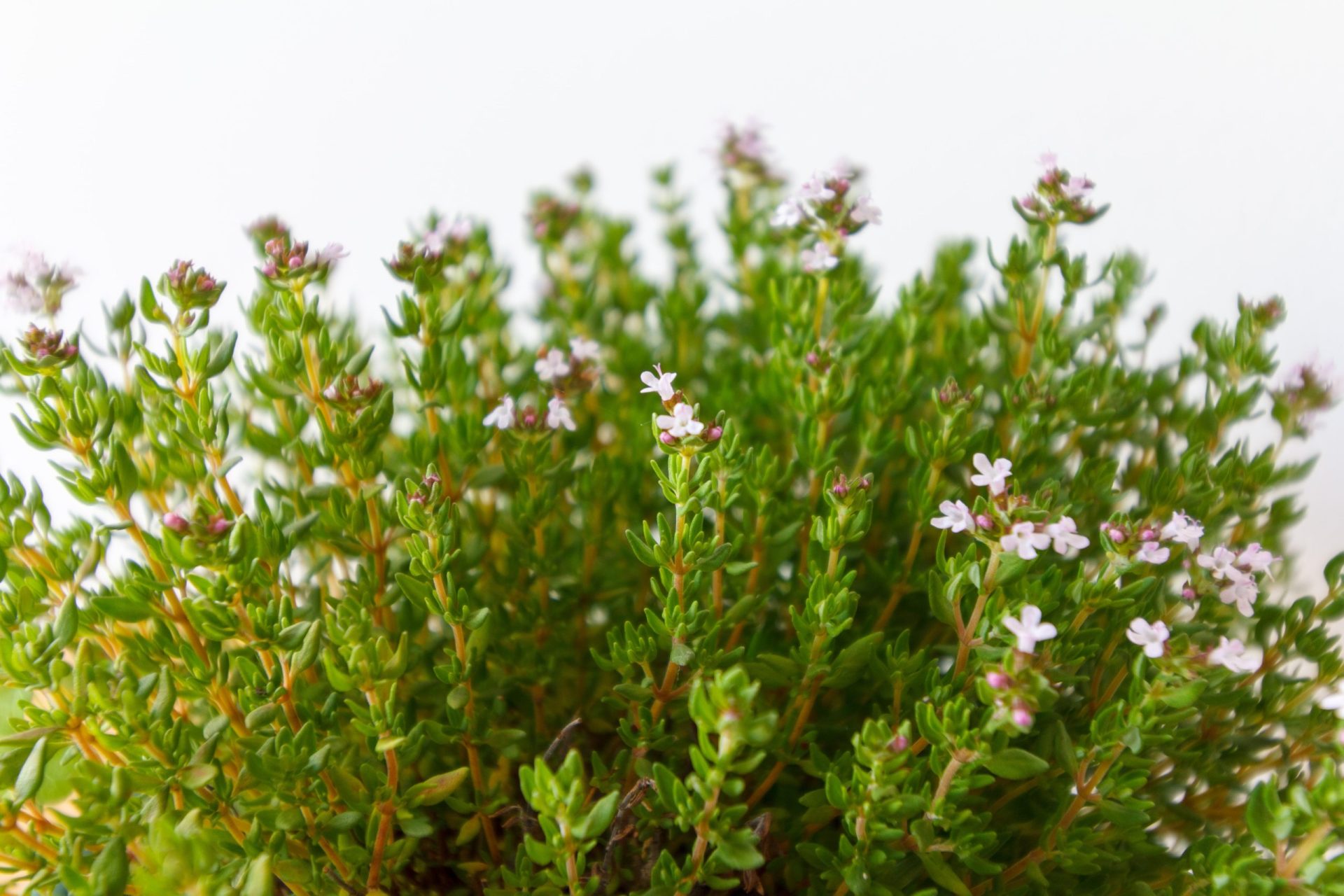 Thyme Herb: Facts, Uses, & Benefits