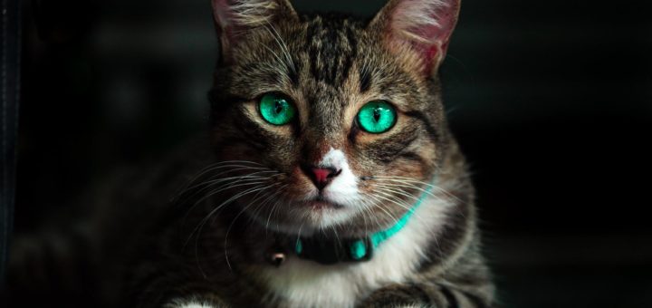 brown cat with green eyes