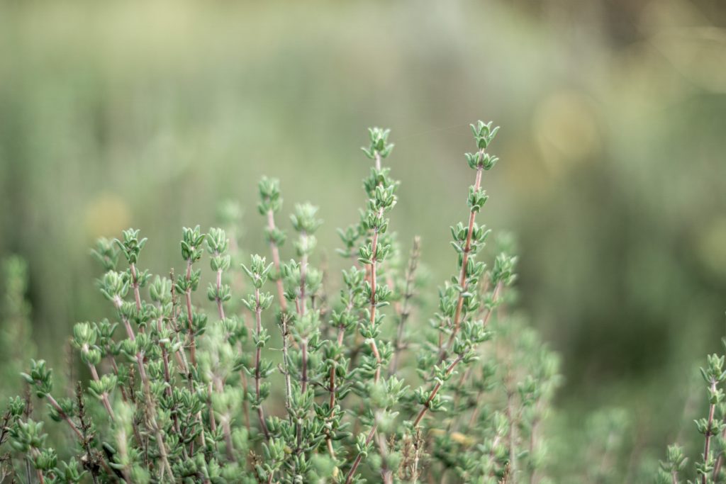 Thyme Herb: Facts, Uses, & Benefits