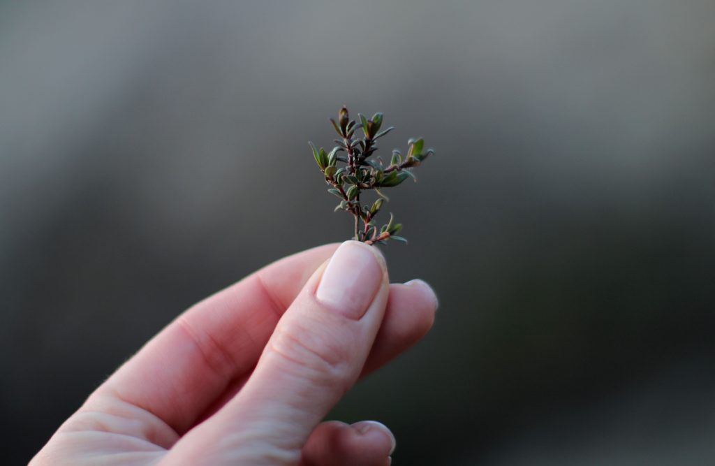 Thyme Herb: Facts, Uses, & Benefits