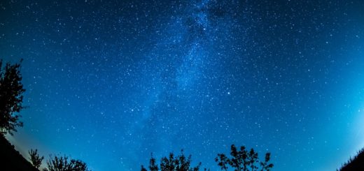 plants under starry sky