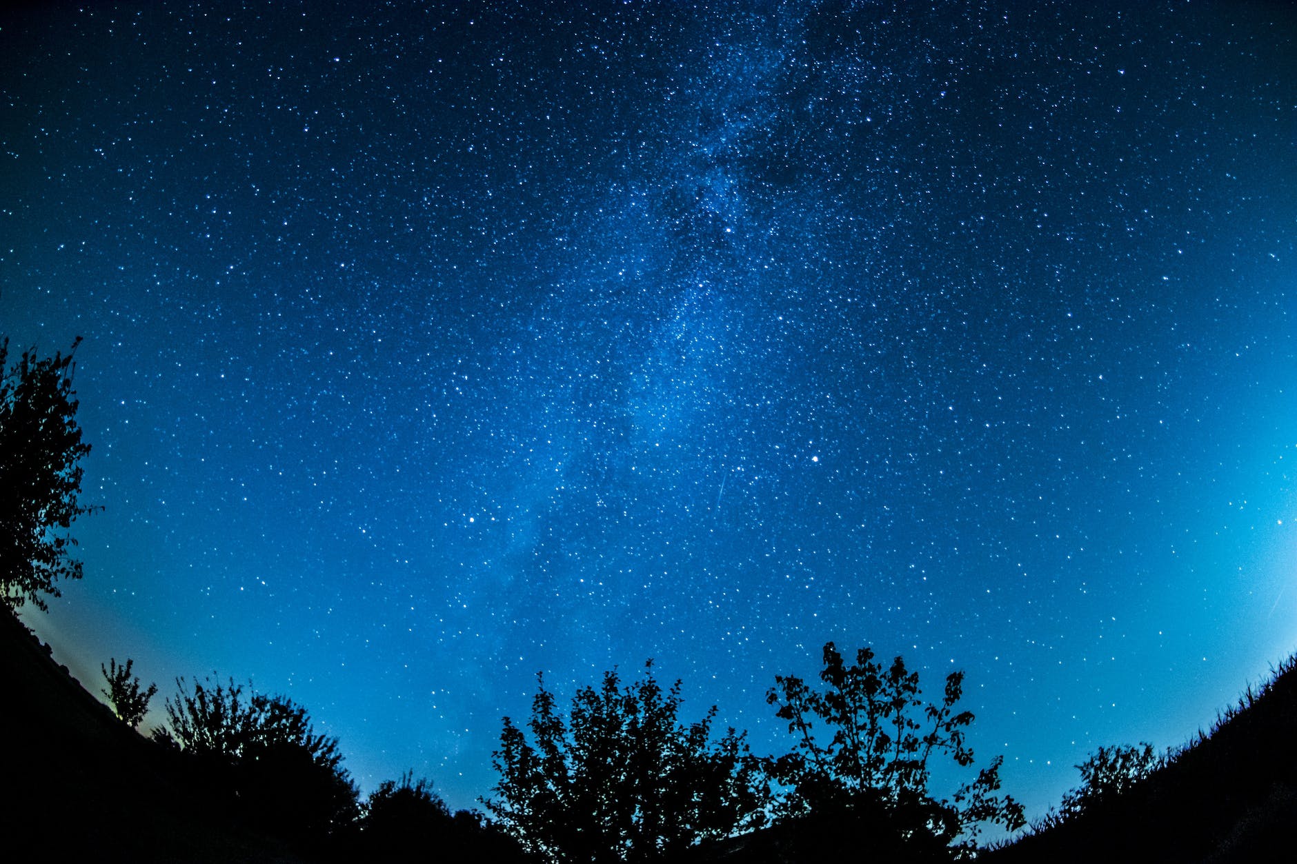 plants under starry sky