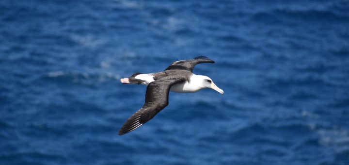 The Albatross Spirit Animal: Meaning and Symbolism