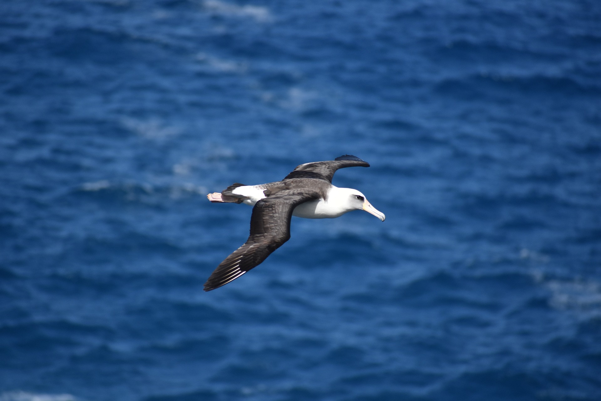 The Albatross Spirit Animal: Meaning and Symbolism