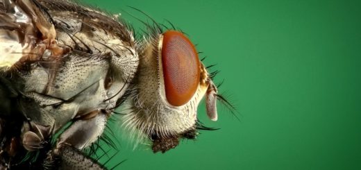 animals green insect macro