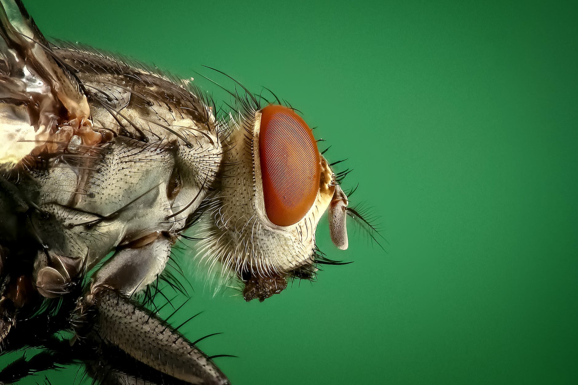 animals green insect macro