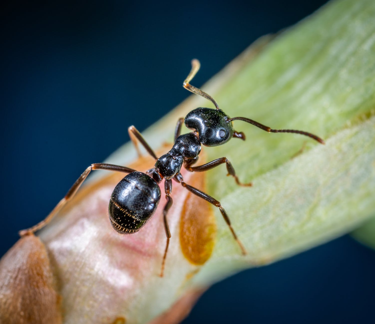 ant spirit animal meanings interpretations symbolism totem and power animal