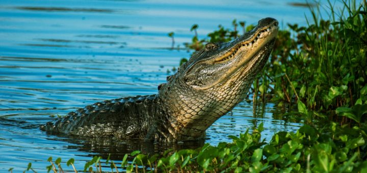 alligator near water plant on body of water