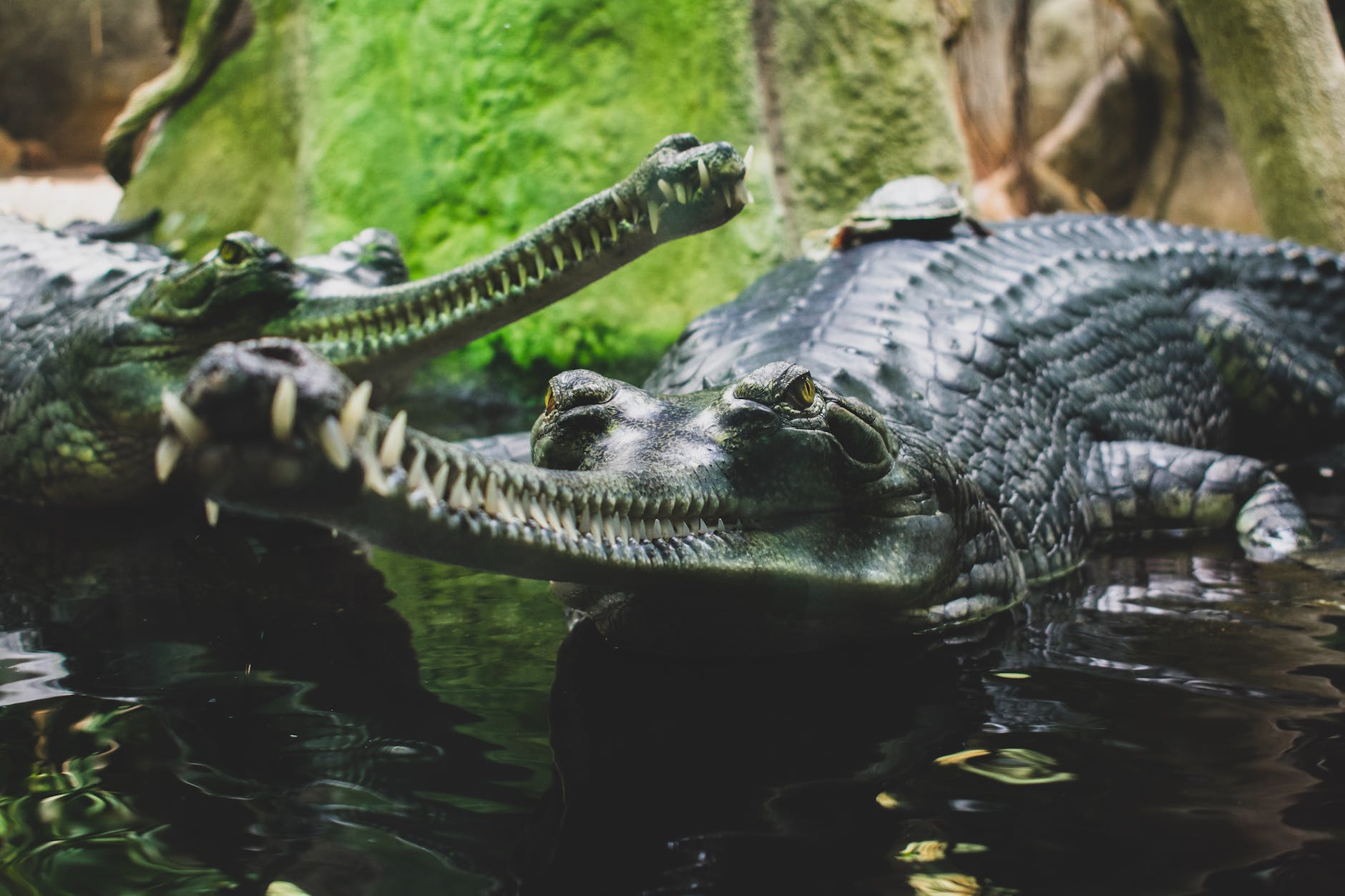 black alligator on water