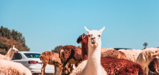 Alpaca Spirit Animal