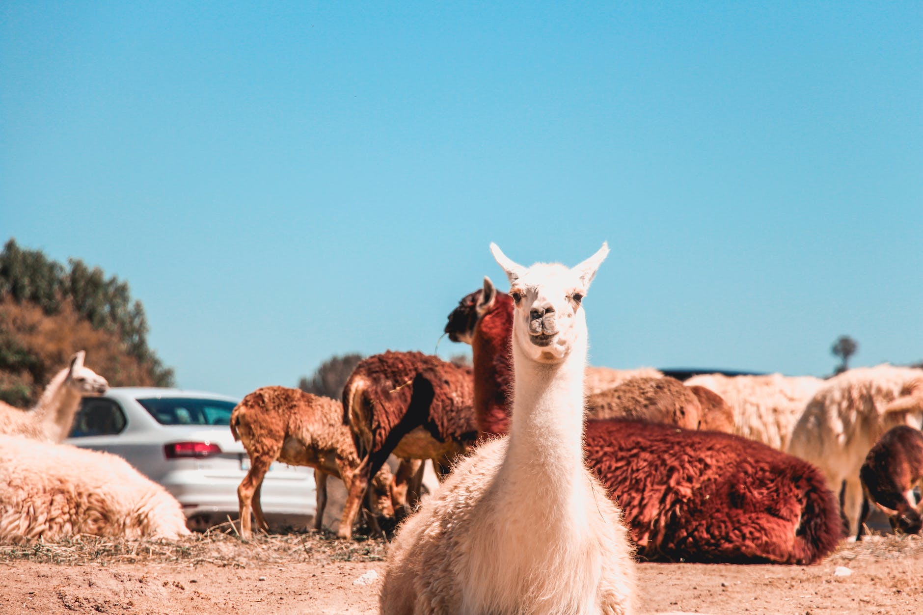 Alpaca Spirit Animal