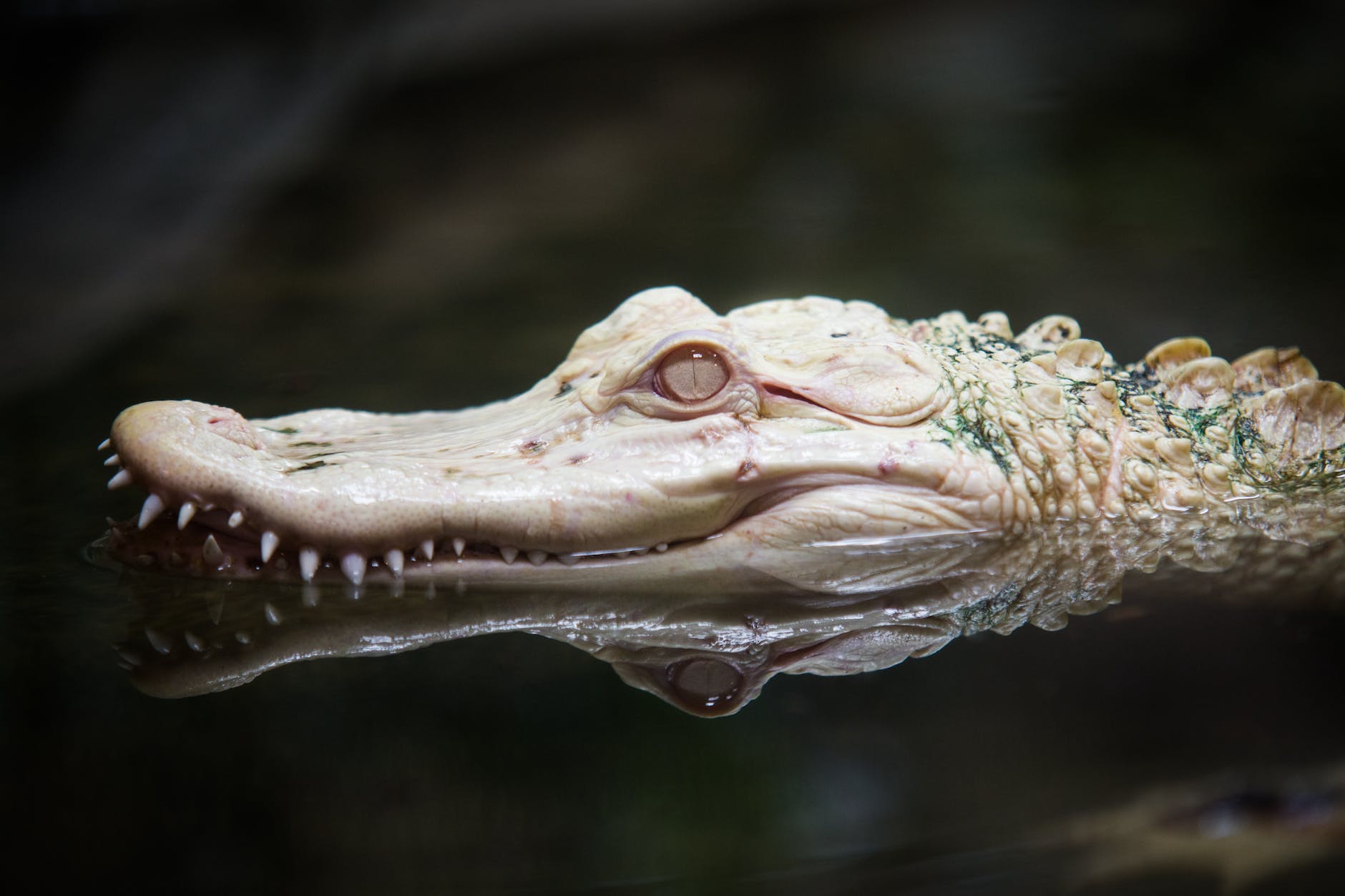 close up of alligator head