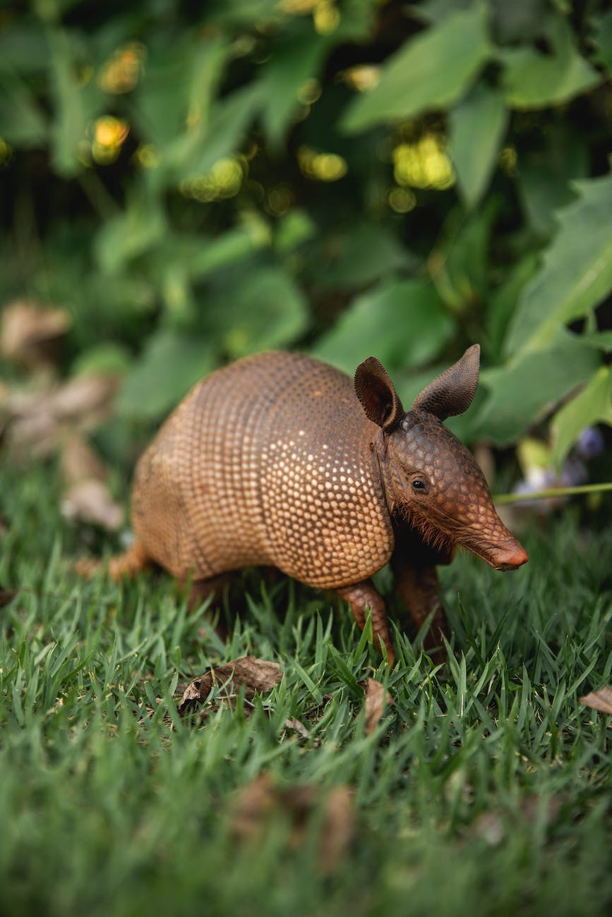 Animal, Spirit, and Force That Are Associated with the Armadillo Totem