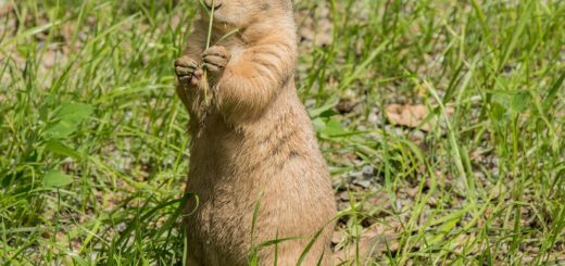 brown rodent on green grass