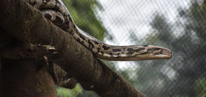 The Anaconda Is a Spirit Animal; Here's What It Means and What It Symbolizes