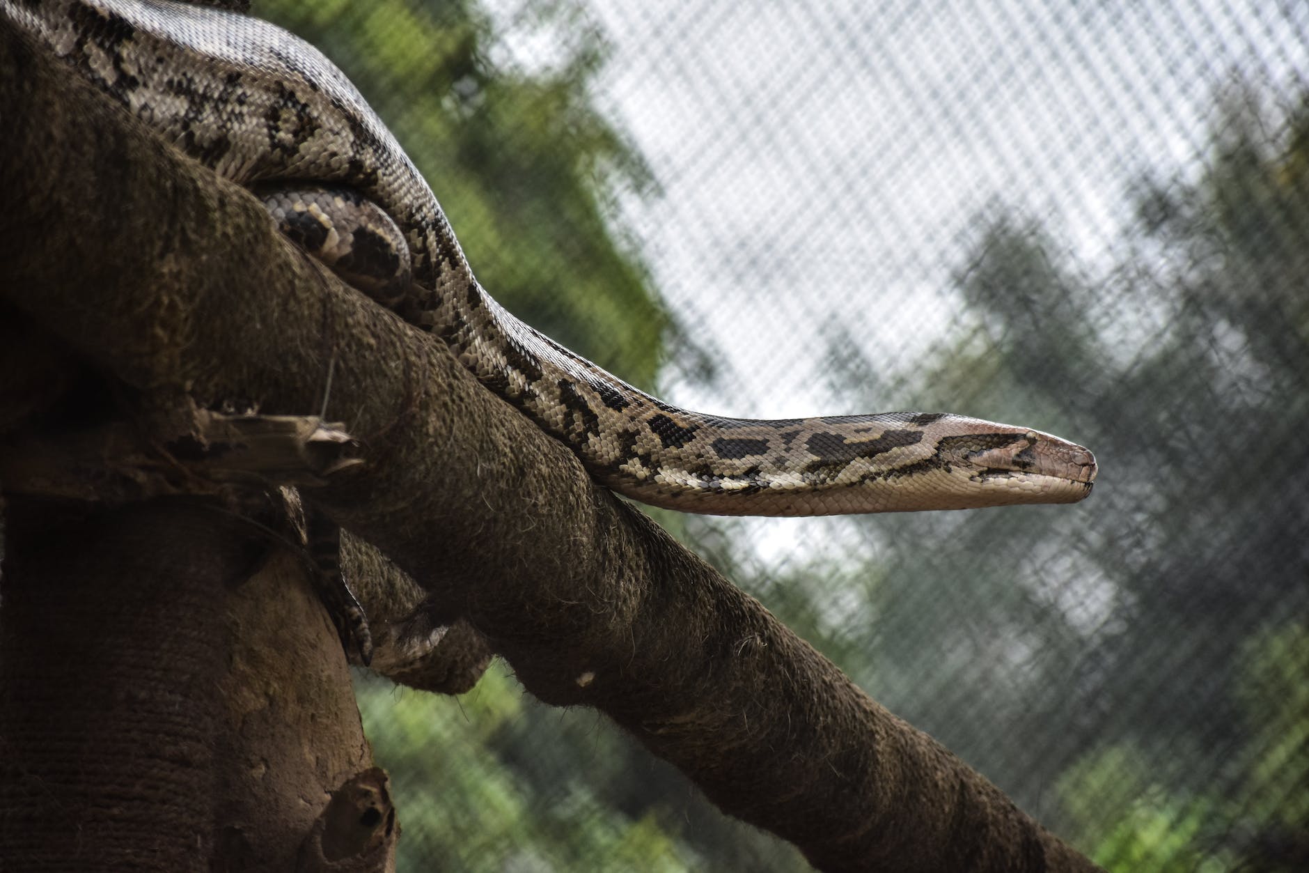 The Anaconda Is a Spirit Animal; Here's What It Means and What It Symbolizes