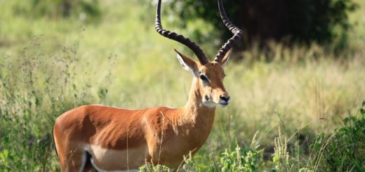 antelope spirit animal meaning